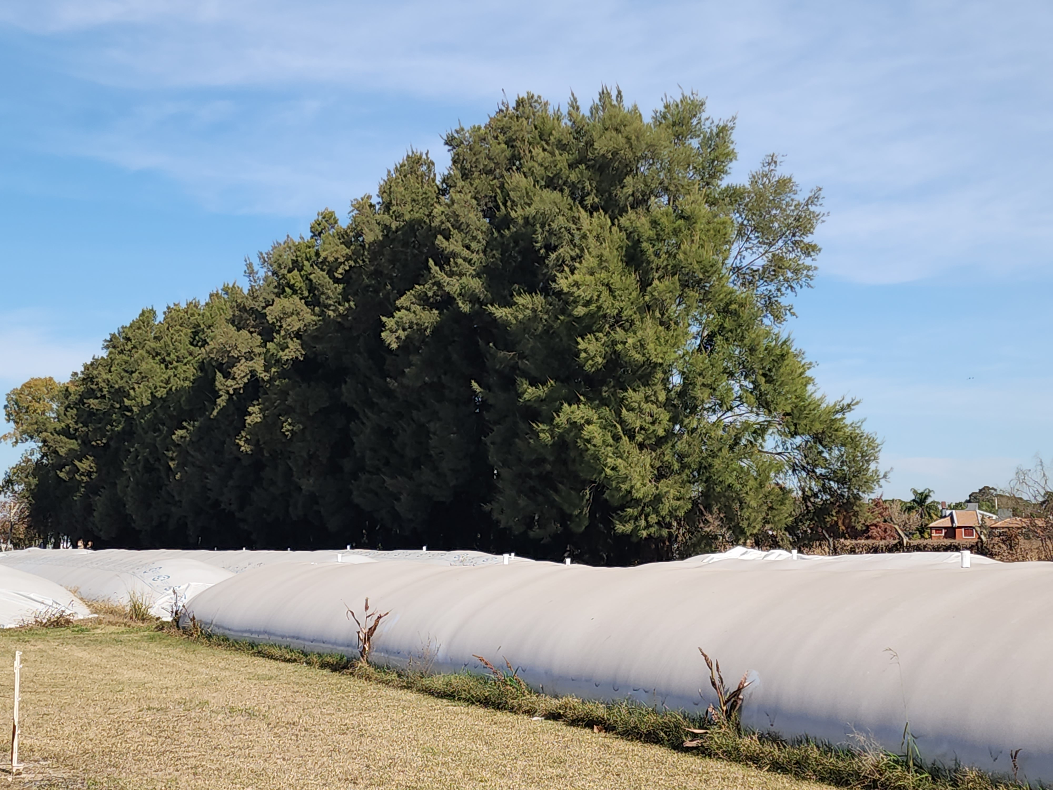 Silobags beside tall trees on the farm