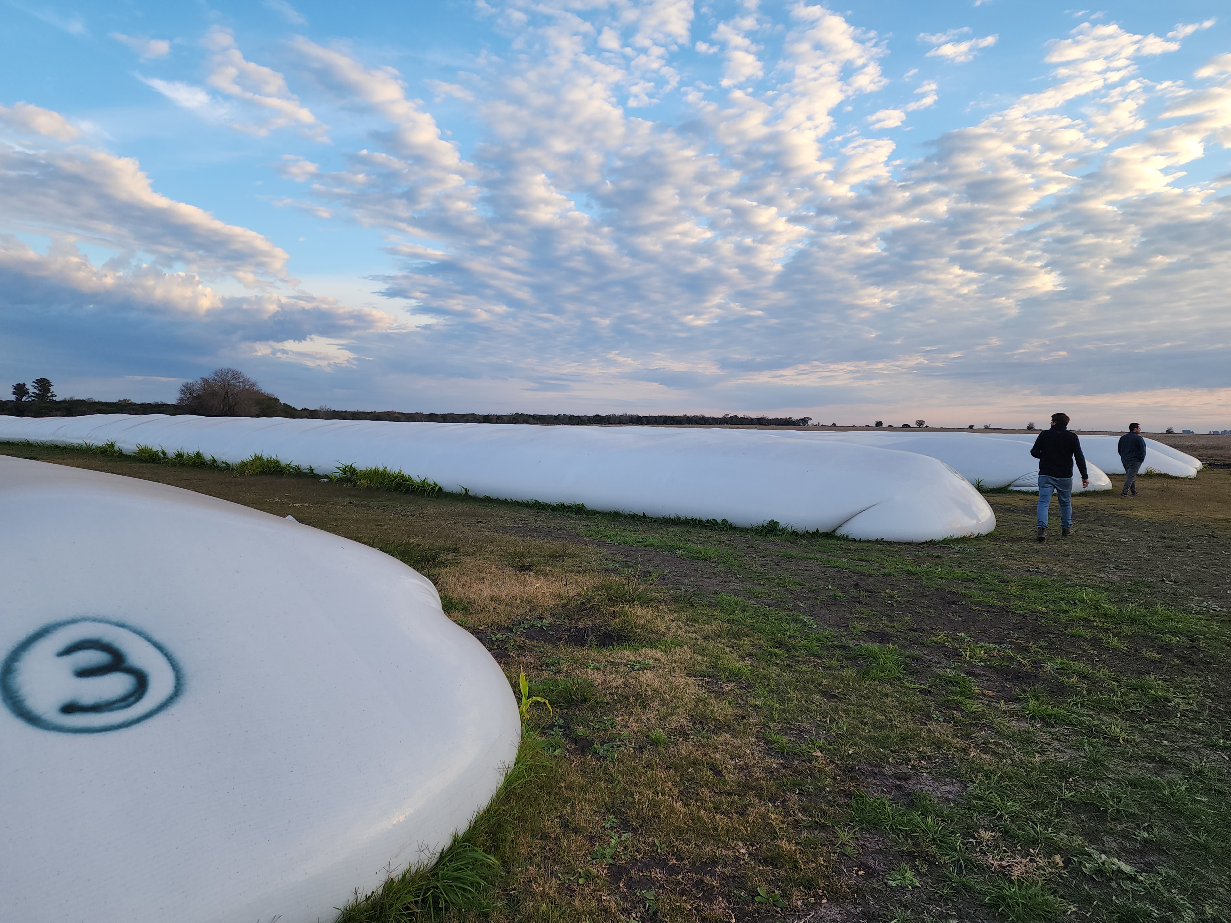 Field workers inspecting silobags at dusk in Argentina