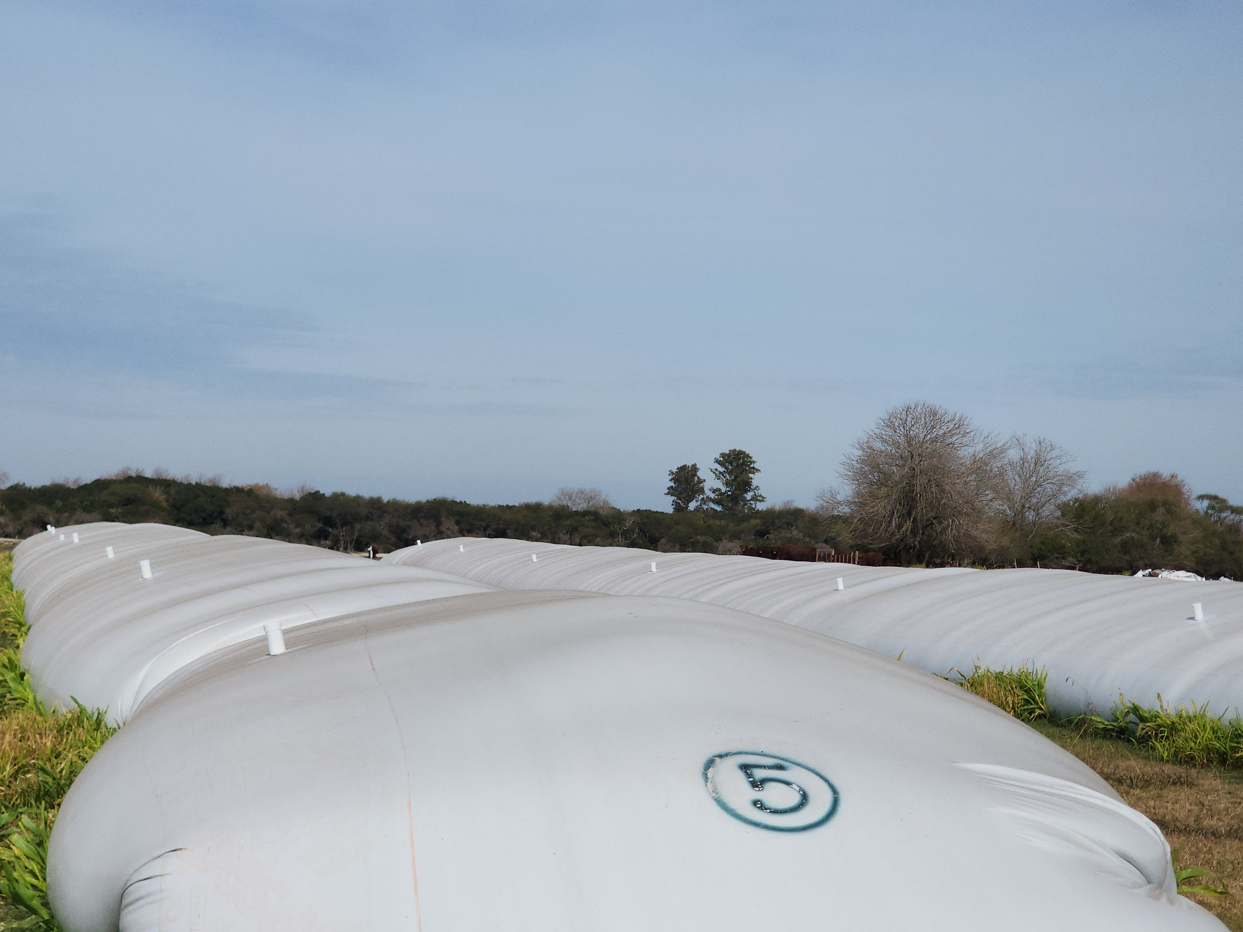 Row of silobags with sensor caps visible, stretching across an Argentine field